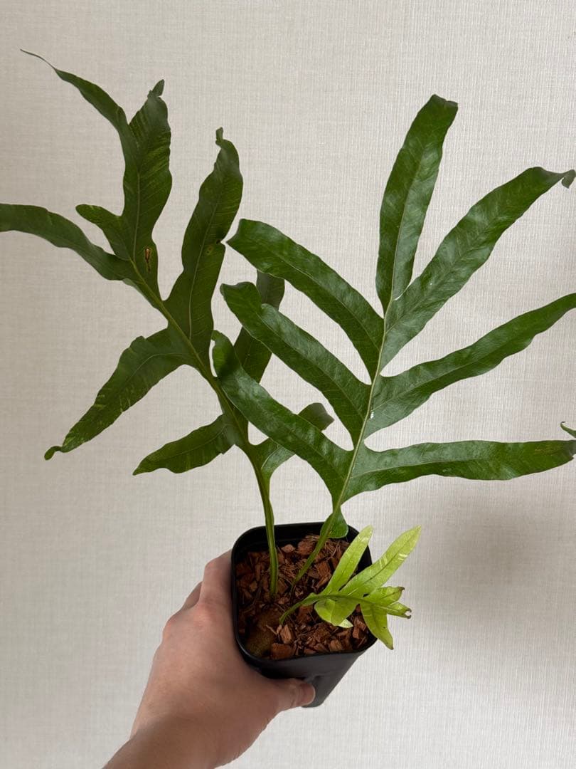 【鉢付き】ドリナリア　クエルシフォリア　斑入り②