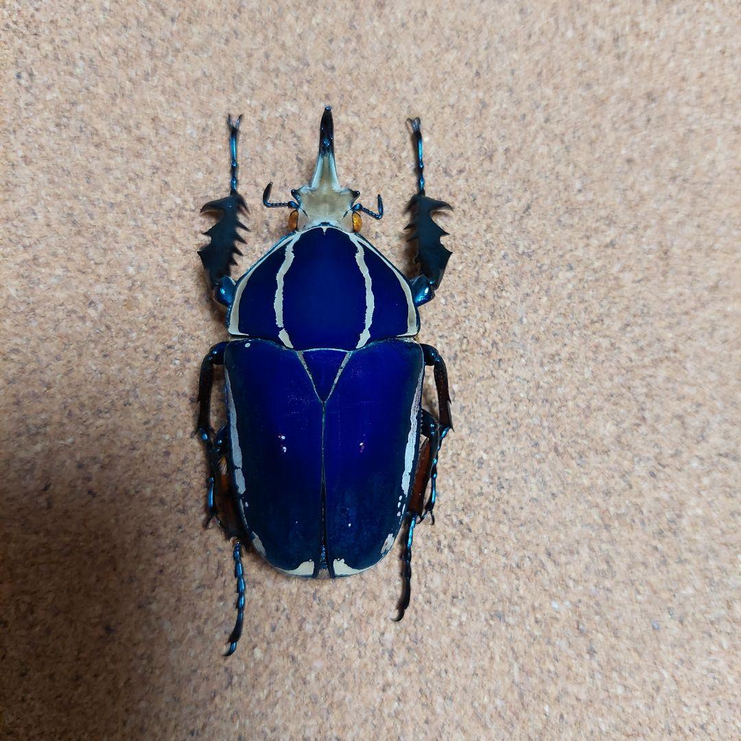 コエポン　ウガンデンシスオオツノカナブン　標本　+フクエアオカナブン　標本