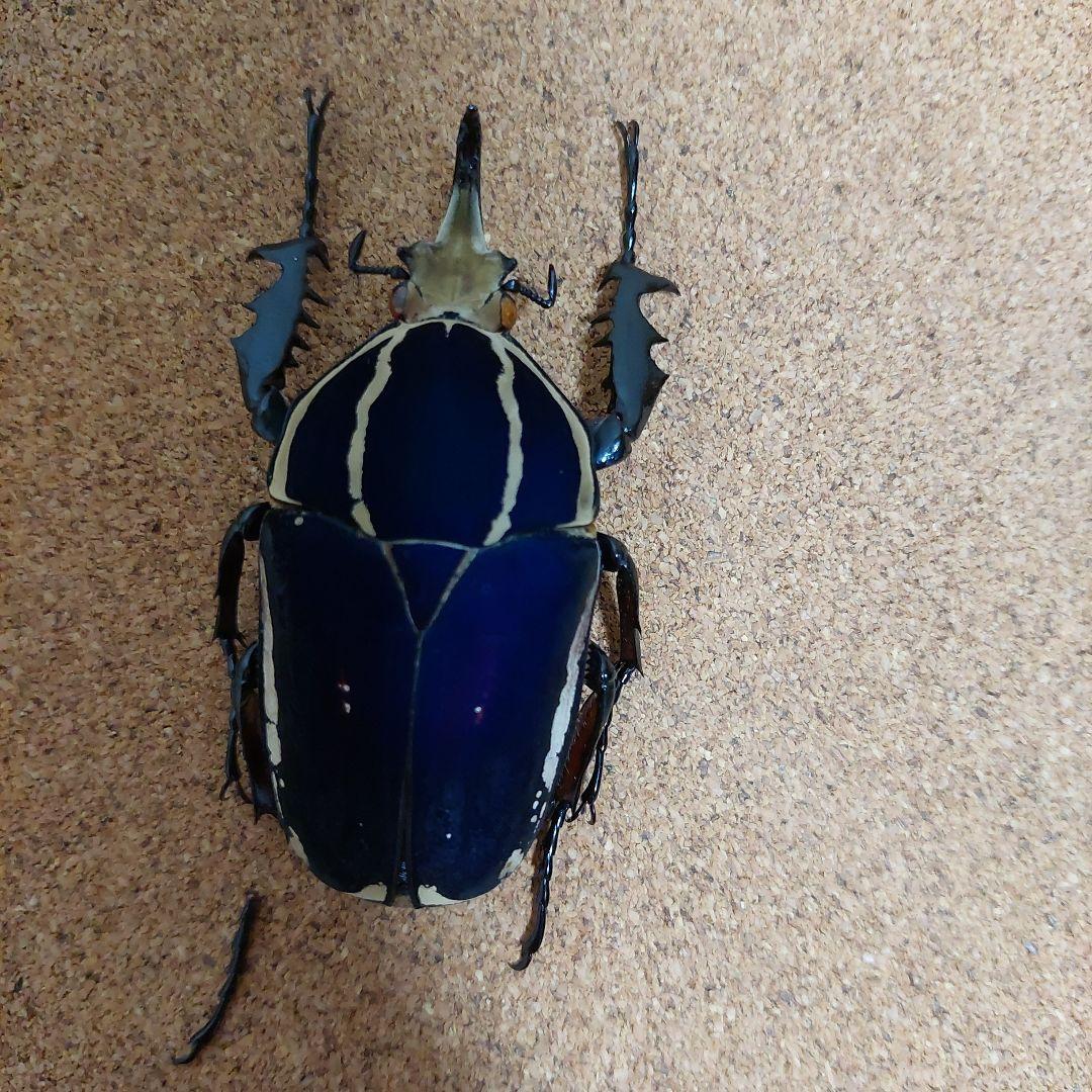 コエポン　ウガンデンシスオオツノカナブン　標本　+フクエアオカナブン　標本