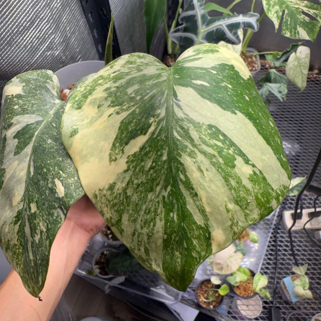 本物 モンステラ レガシー