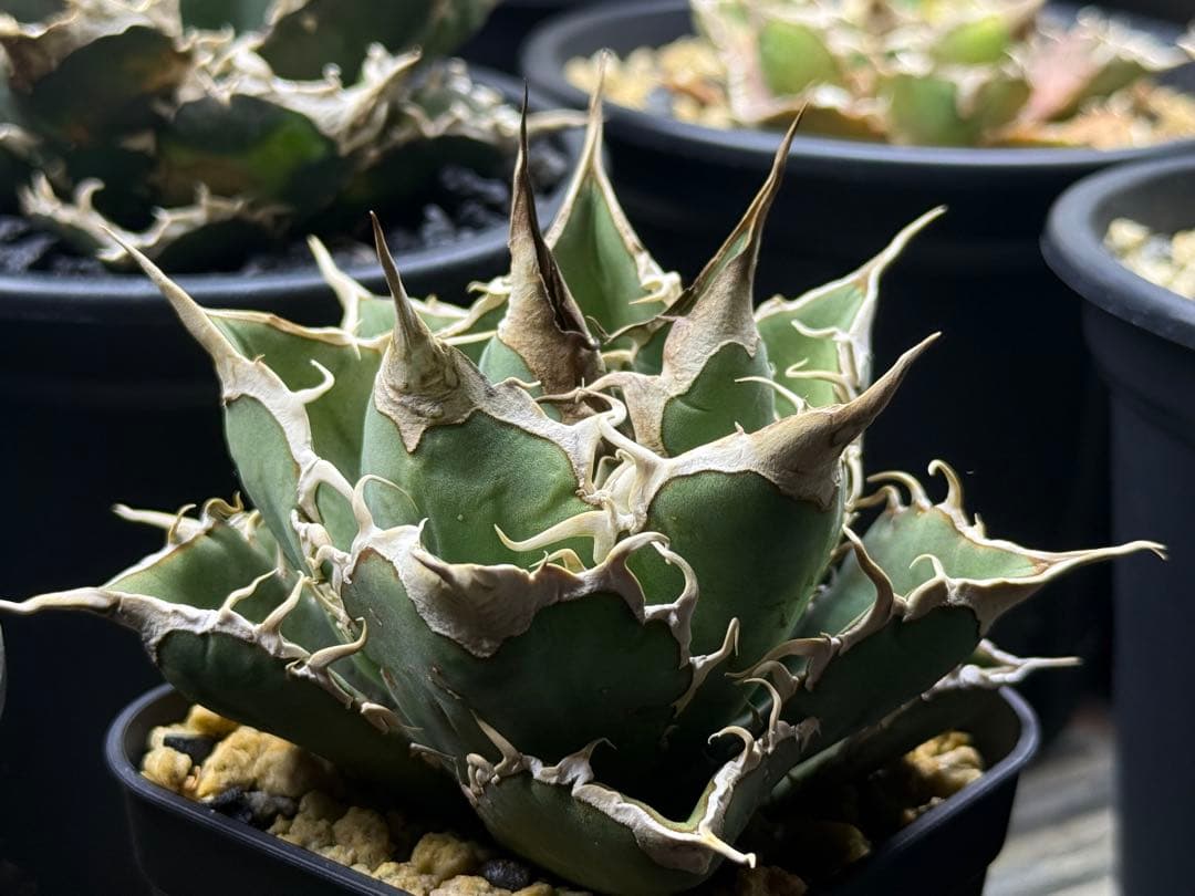 アガベ オテロイ実生株 2024