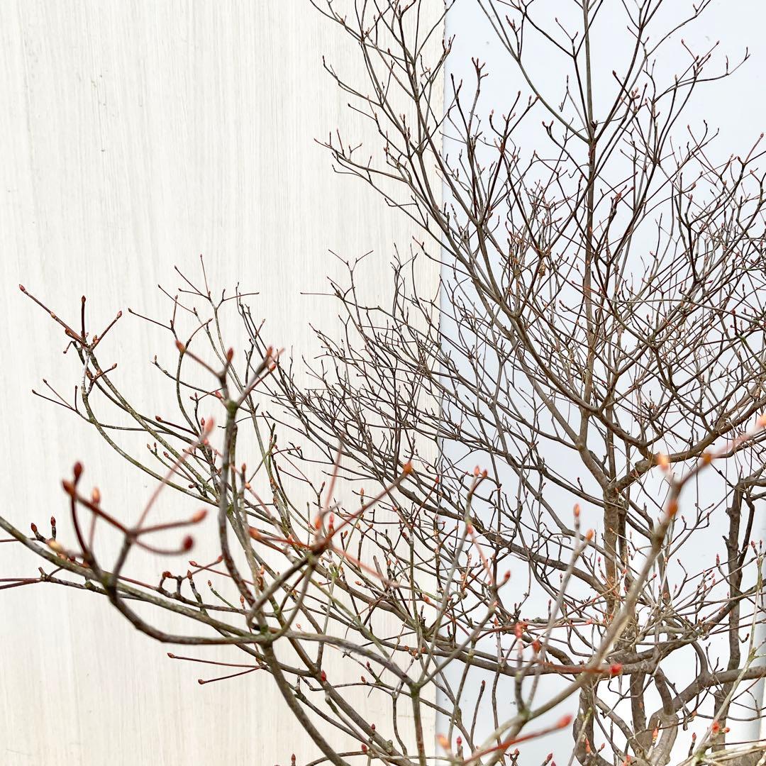 山採りドウダンツツジ　/101