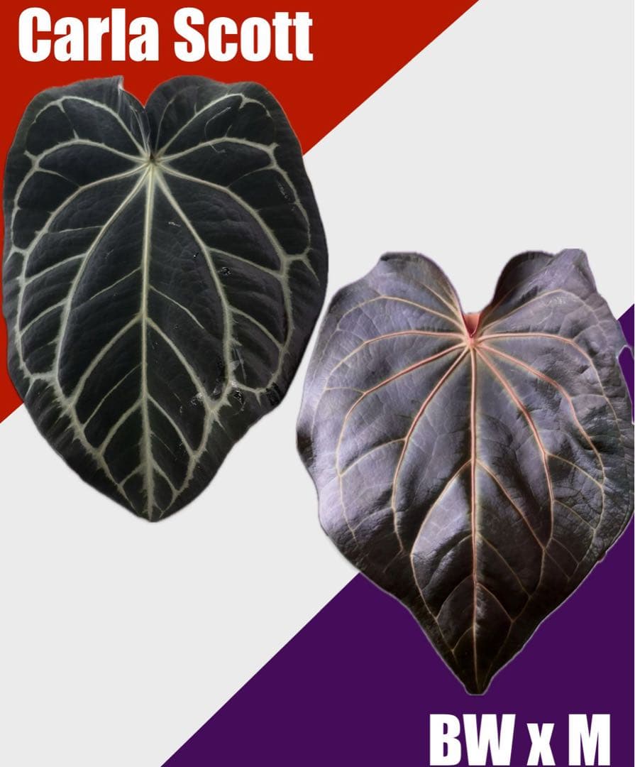 アンスリウムカーラブラッキーアイハイブリッド