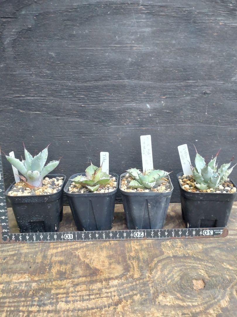 アガベ　ハイブリッド　4株セット