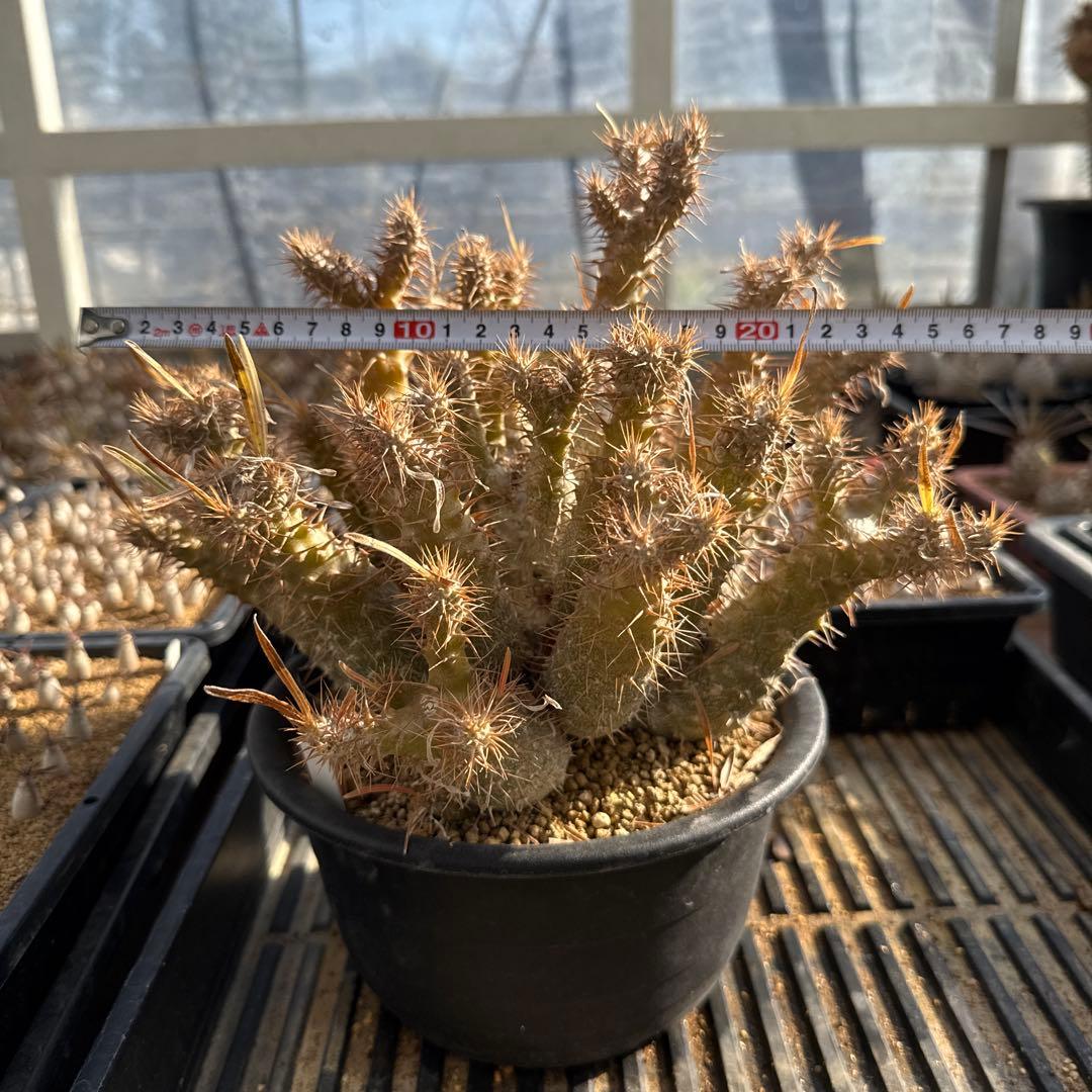 パキポディウムグラキリス