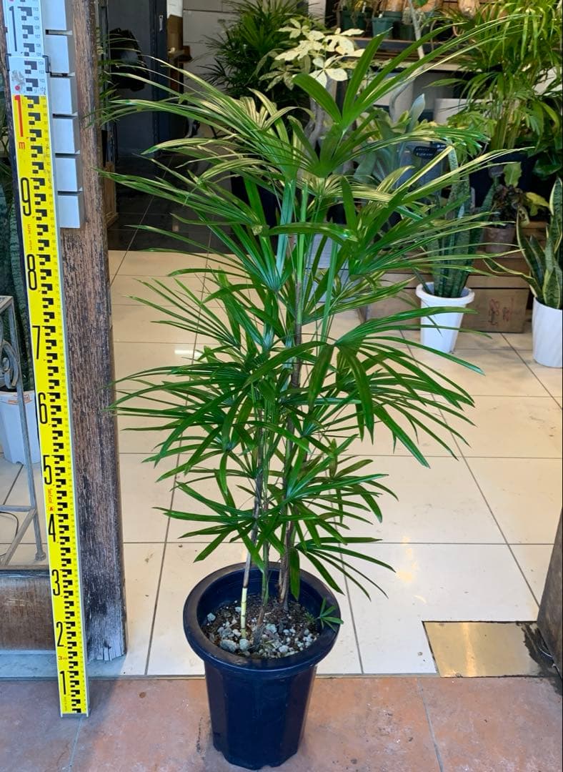 シュロチク 棕櫚竹 8号 1