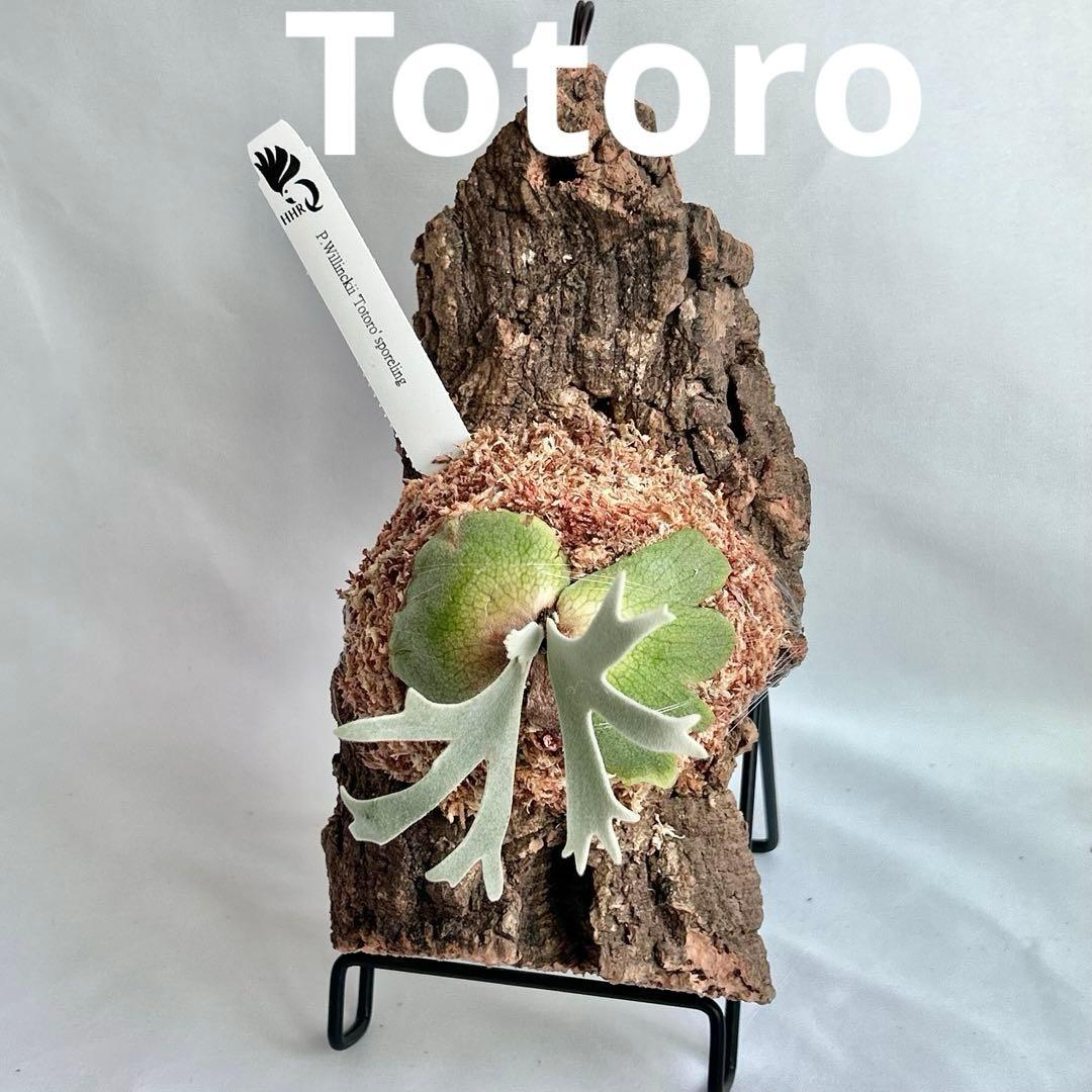 P.Yellow Moon Dwarf Totoro' （spore）【95】