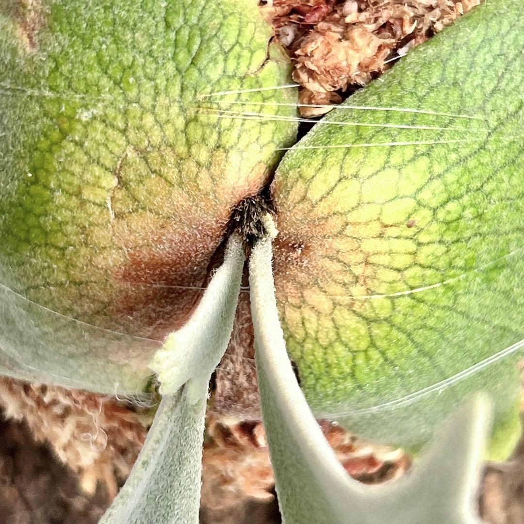 P.Yellow Moon Dwarf Totoro' （spore）【95】