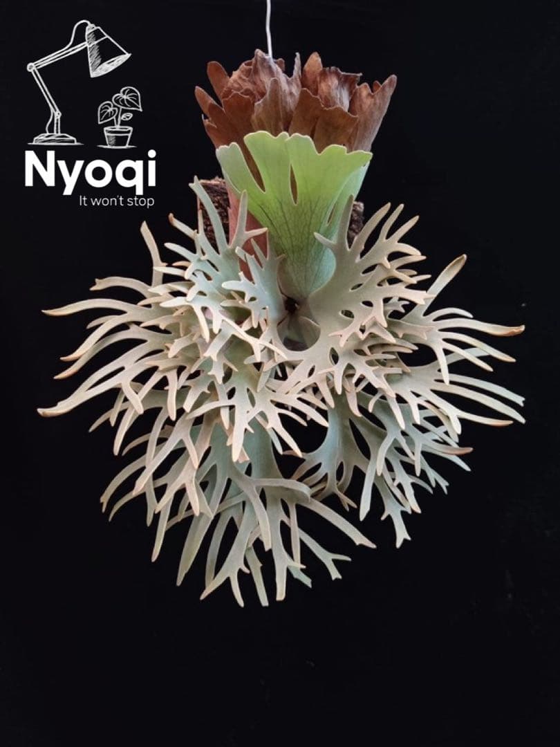 P.Yellow Moon Dwarf Totoro' （spore）【95】