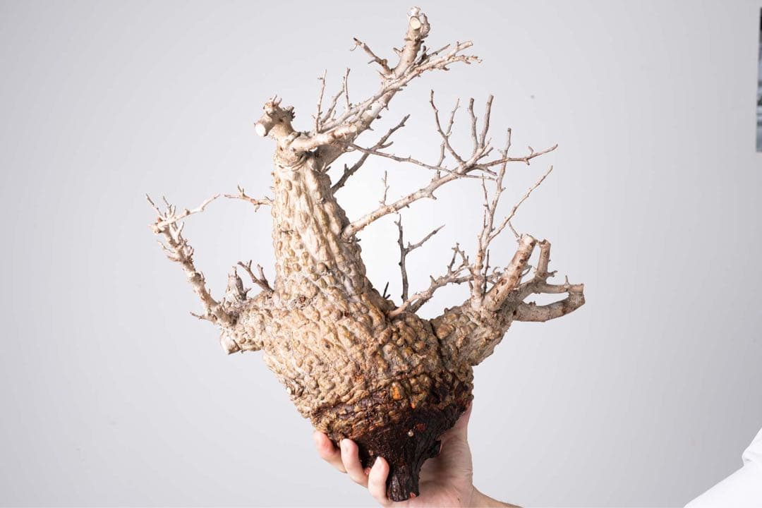 KP110 オペルクリカリア パキプス コーデックス ベアルート株　枝カット済み