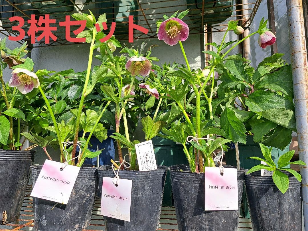 大和園　クリスマスローズ　パステリッシュストレイン　蕾3個 【メルカリ便】