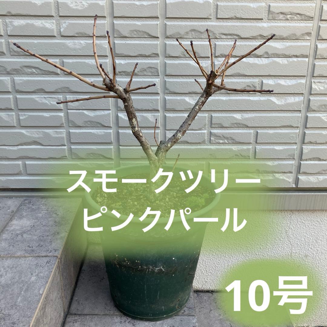 3年以上の充実株♪ スモークツリー ピンクパール 雌木 10号鉢 ラベル付き