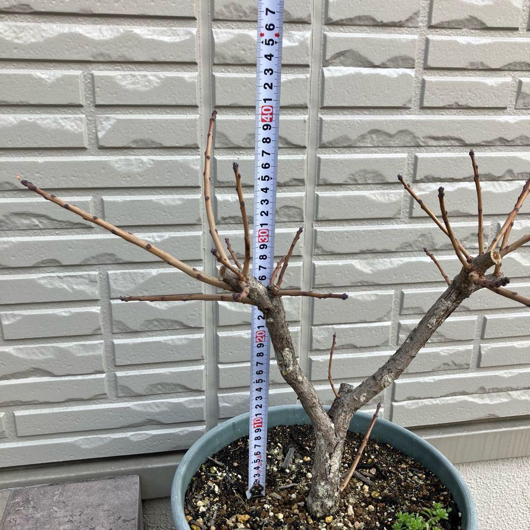 3年以上の充実株♪ スモークツリー ピンクパール 雌木 10号鉢 ラベル付き