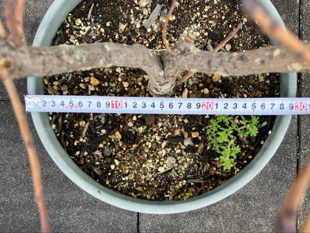 3年以上の充実株♪ スモークツリー ピンクパール 雌木 10号鉢 ラベル付き