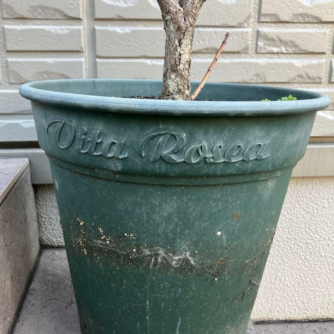 3年以上の充実株♪ スモークツリー ピンクパール 雌木 10号鉢 ラベル付き