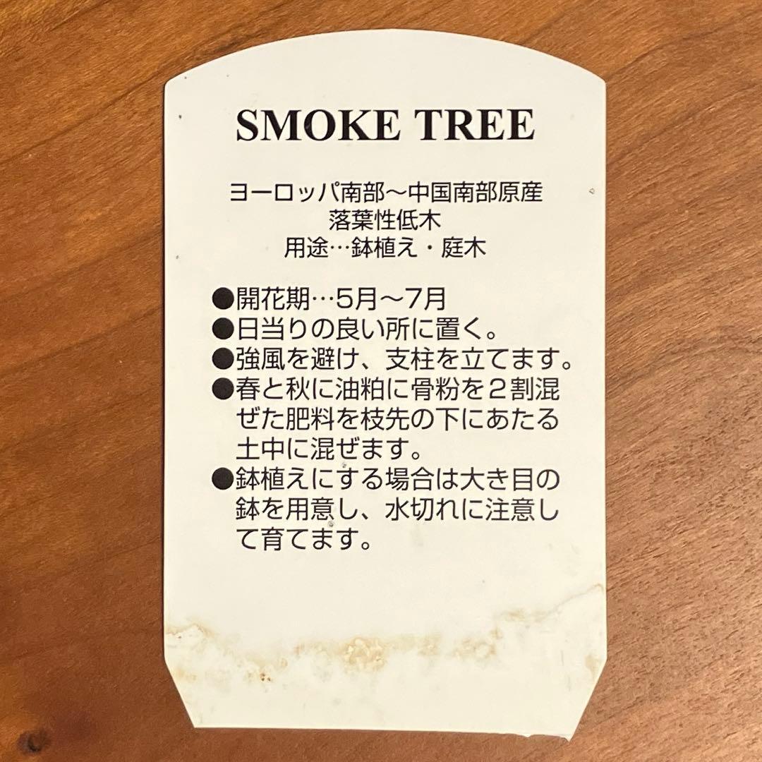 3年以上の充実株♪ スモークツリー ピンクパール 雌木 10号鉢 ラベル付き