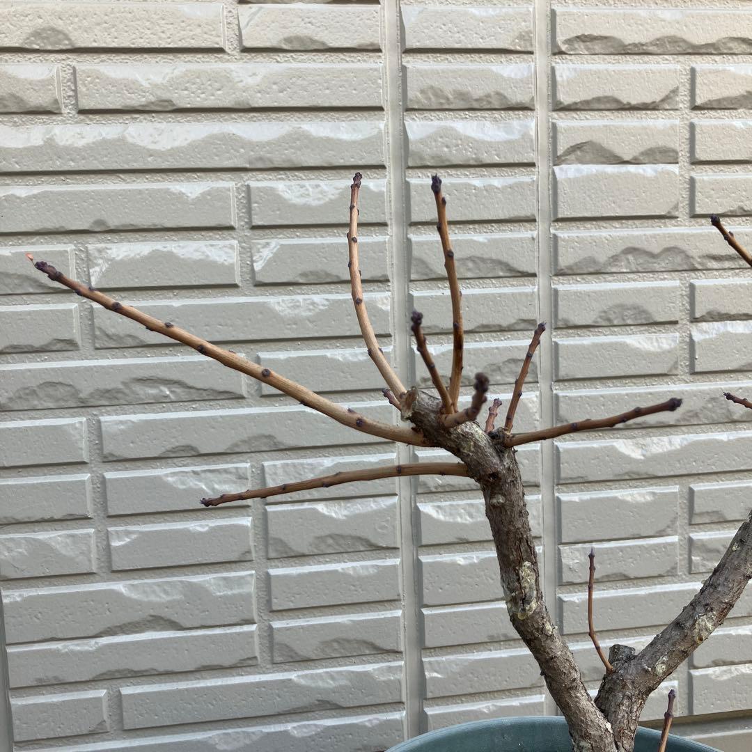 3年以上の充実株♪ スモークツリー ピンクパール 雌木 10号鉢 ラベル付き