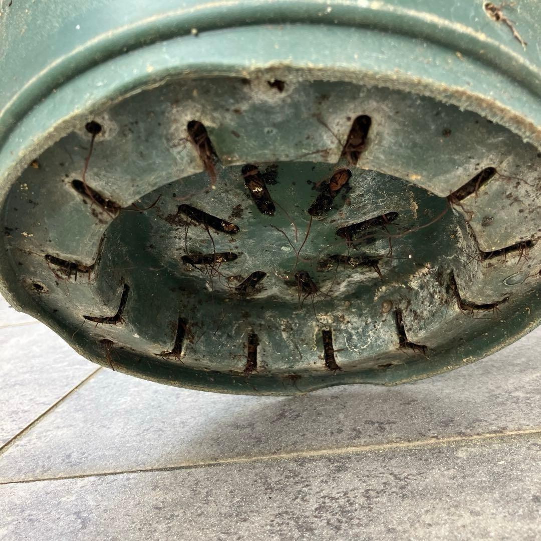 3年以上の充実株♪ スモークツリー ピンクパール 雌木 10号鉢 ラベル付き