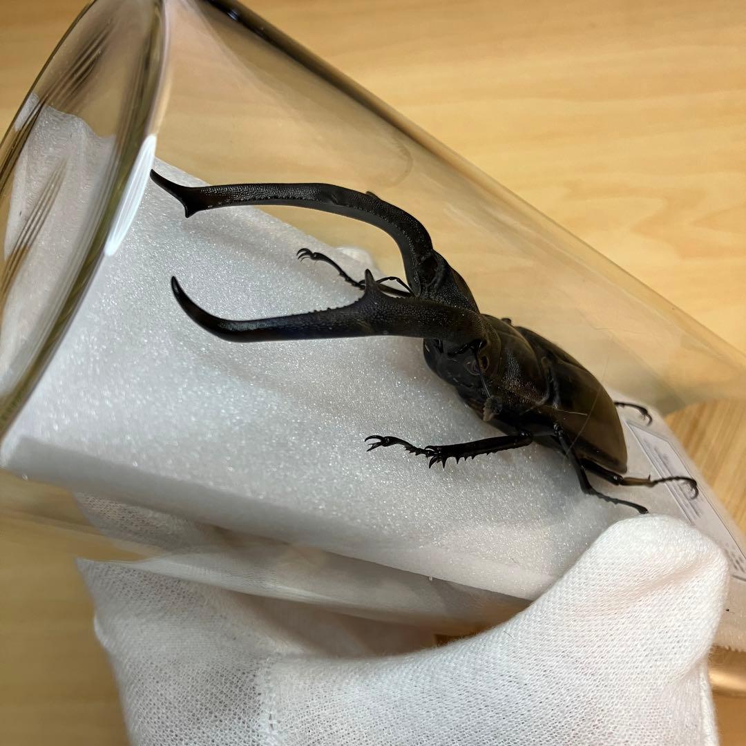 【昆虫標本】マンディブラリスフタマタクワガタ　ガラスケース入り