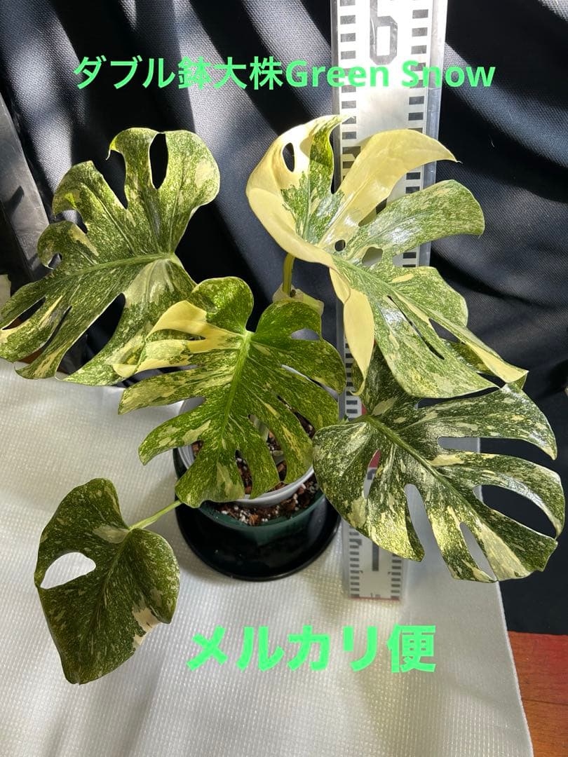 美希少斑入りモンステラデリシオーサ　グリーンスノー鉢植え発送‼️