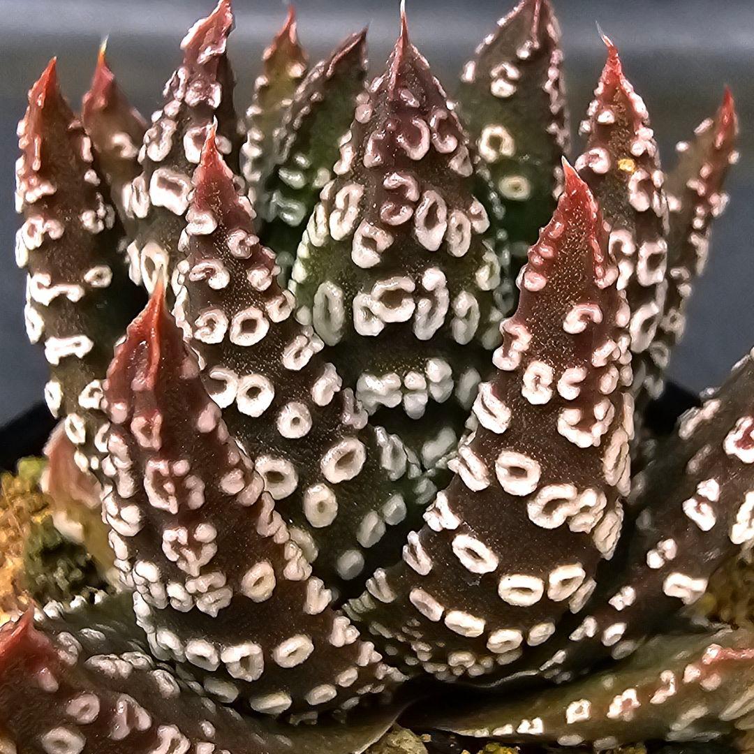 多肉植物 ハオルチア パイプの煙