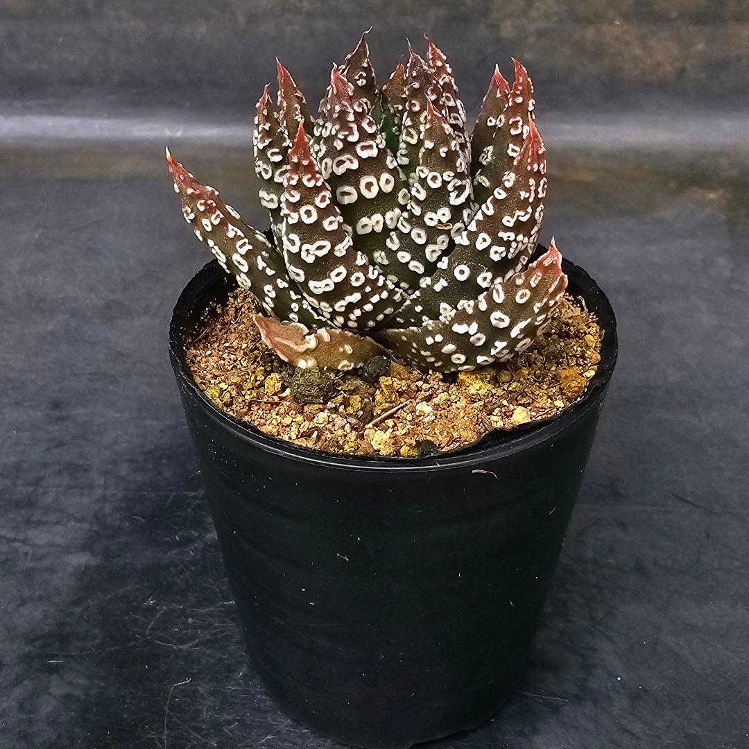 多肉植物 ハオルチア パイプの煙