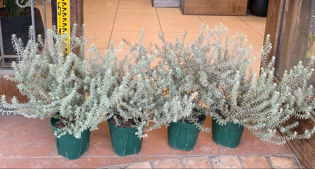 斑入り ウエストリンギア スモーキーホワイト 4個セット