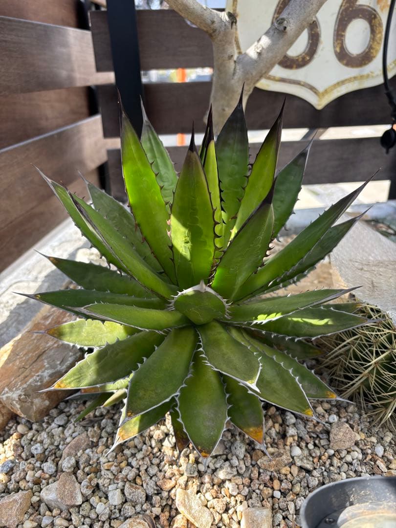 アガベ　ホリダ　大株