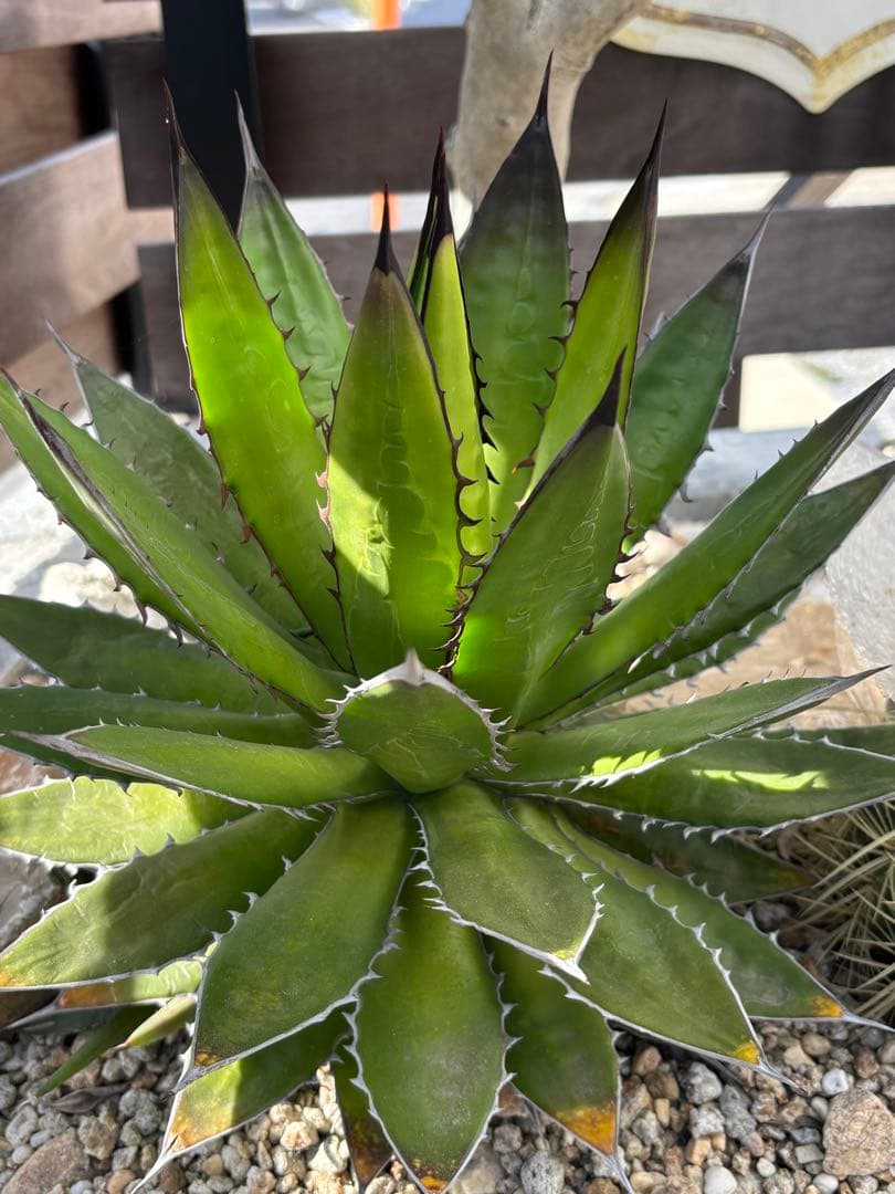 アガベ　ホリダ　大株