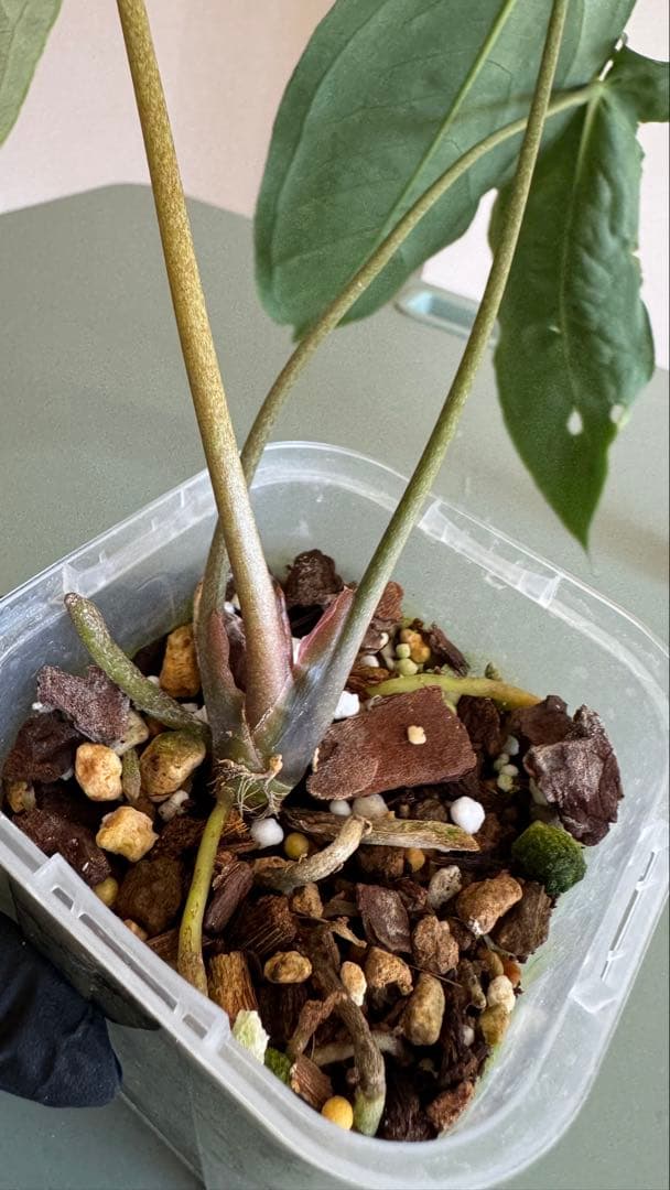 1株のみ Anthurium llicum アンスリウム メタリカム