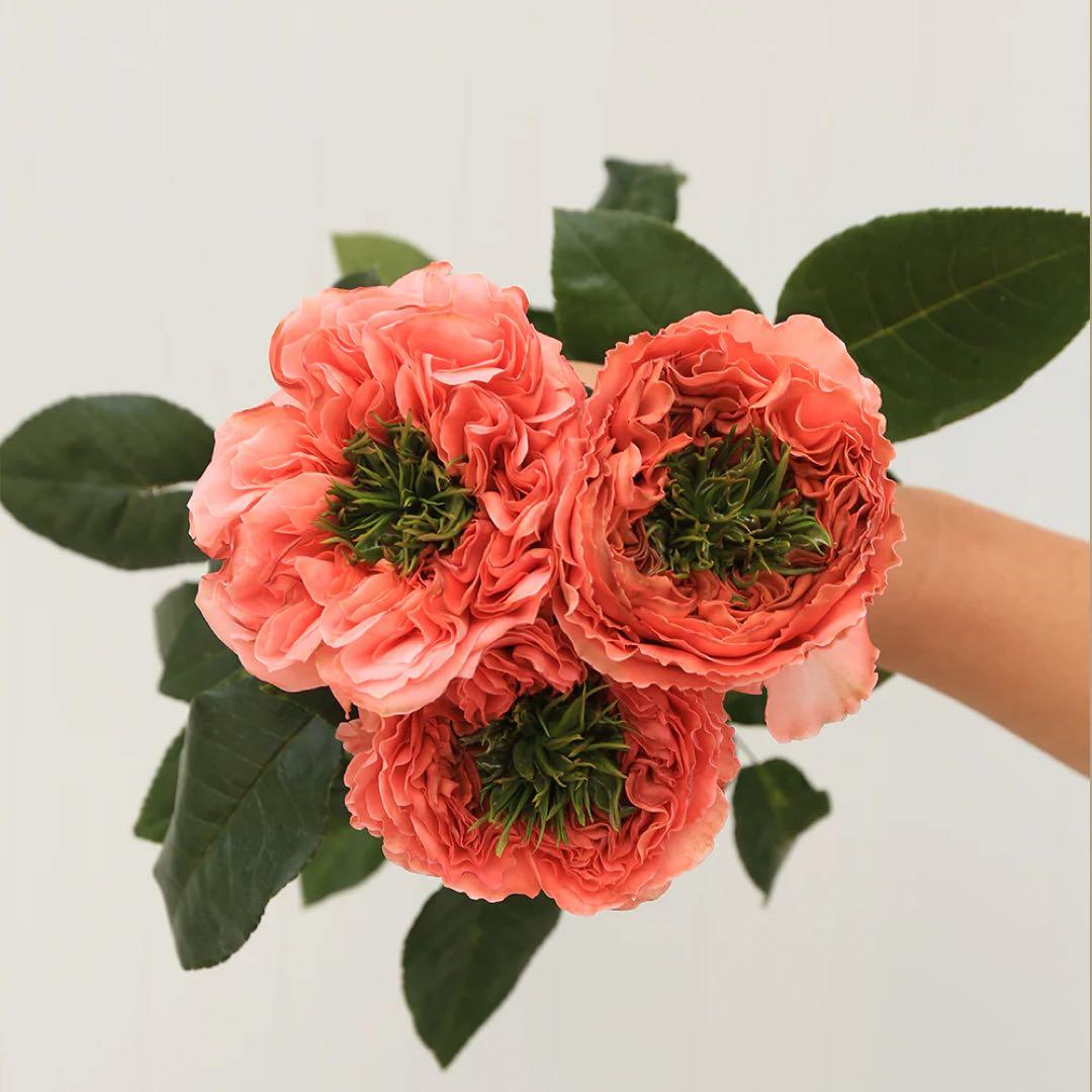 「ベティ」 切り花品種バラ苗　レアバラ