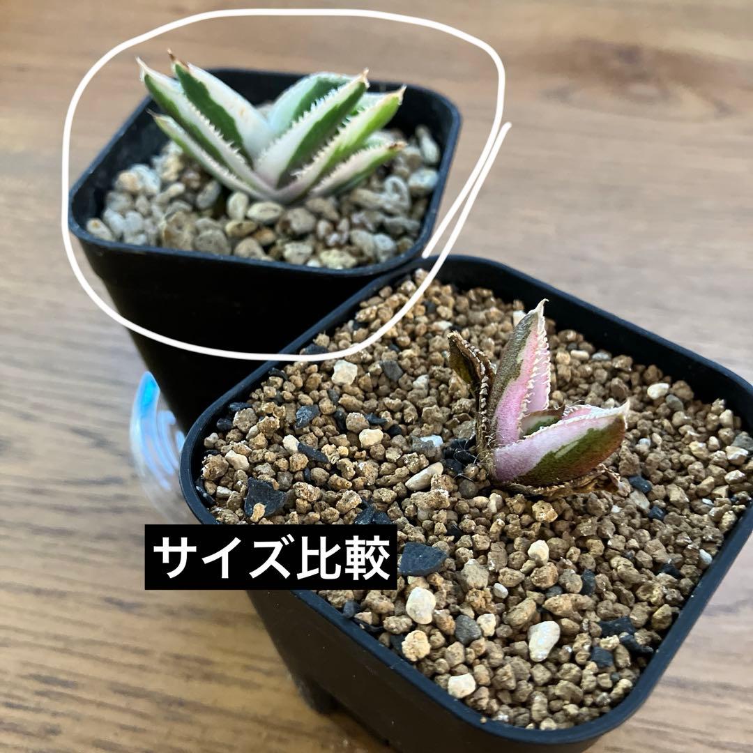 うし　【匿名配送】活着　特大　アガべ　チタノタ　豆豆龍錦　覆輪斑　TC