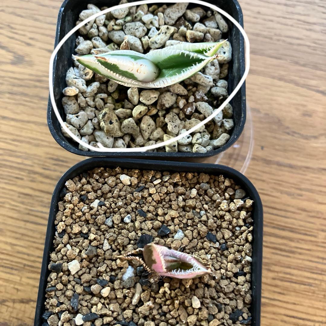 うし　【匿名配送】活着　特大　アガべ　チタノタ　豆豆龍錦　覆輪斑　TC