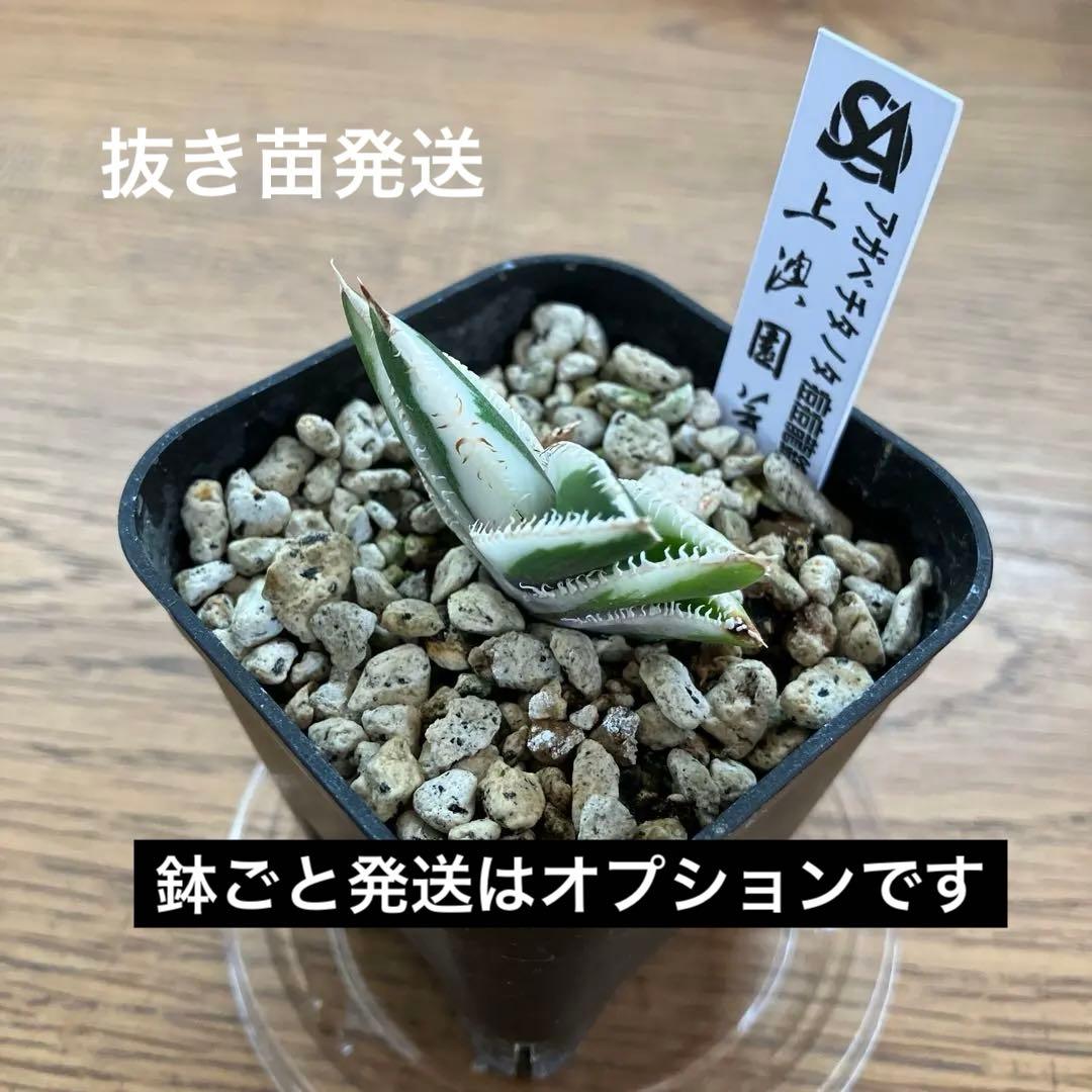 うし　【匿名配送】活着　特大　アガべ　チタノタ　豆豆龍錦　覆輪斑　TC