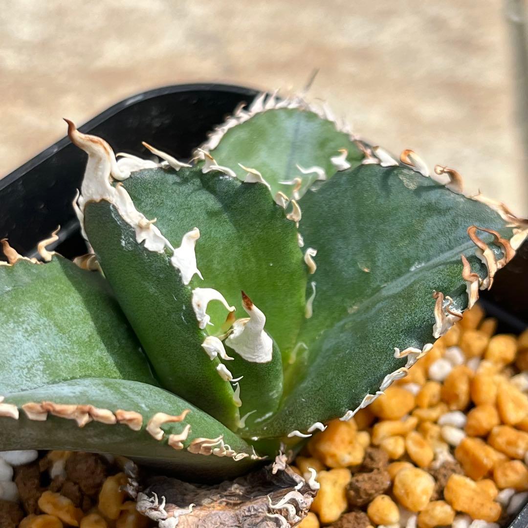 アガベ　チタノタ　金剛　No.004　鉢、送料込　メルカリ便