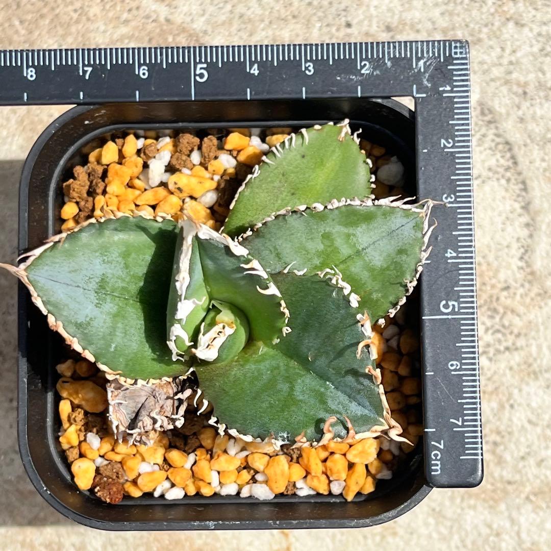 アガベ　チタノタ　金剛　No.004　鉢、送料込　メルカリ便