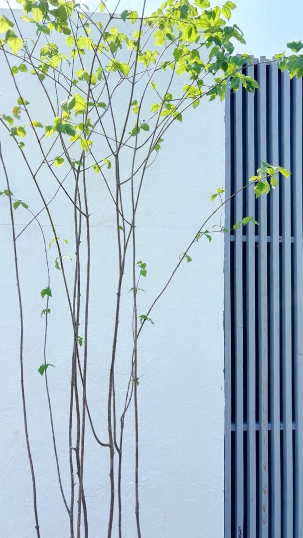 山採りツリバナマユミ 希少。切り戻し本株立2.7M(鉢底から)