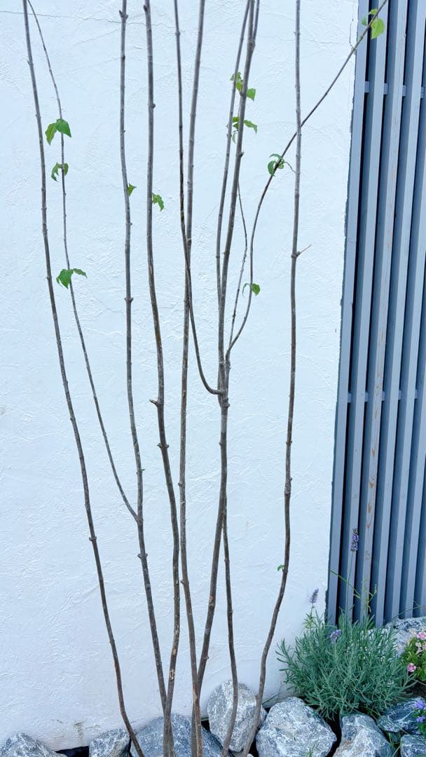 山採りツリバナマユミ 希少。切り戻し本株立2.7M(鉢底から)