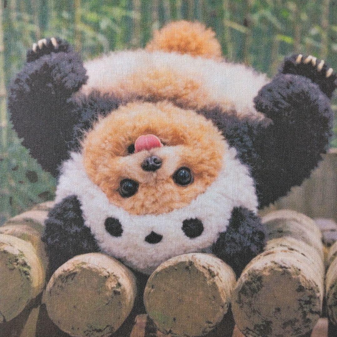 ☆受付☆トイプードル No.B