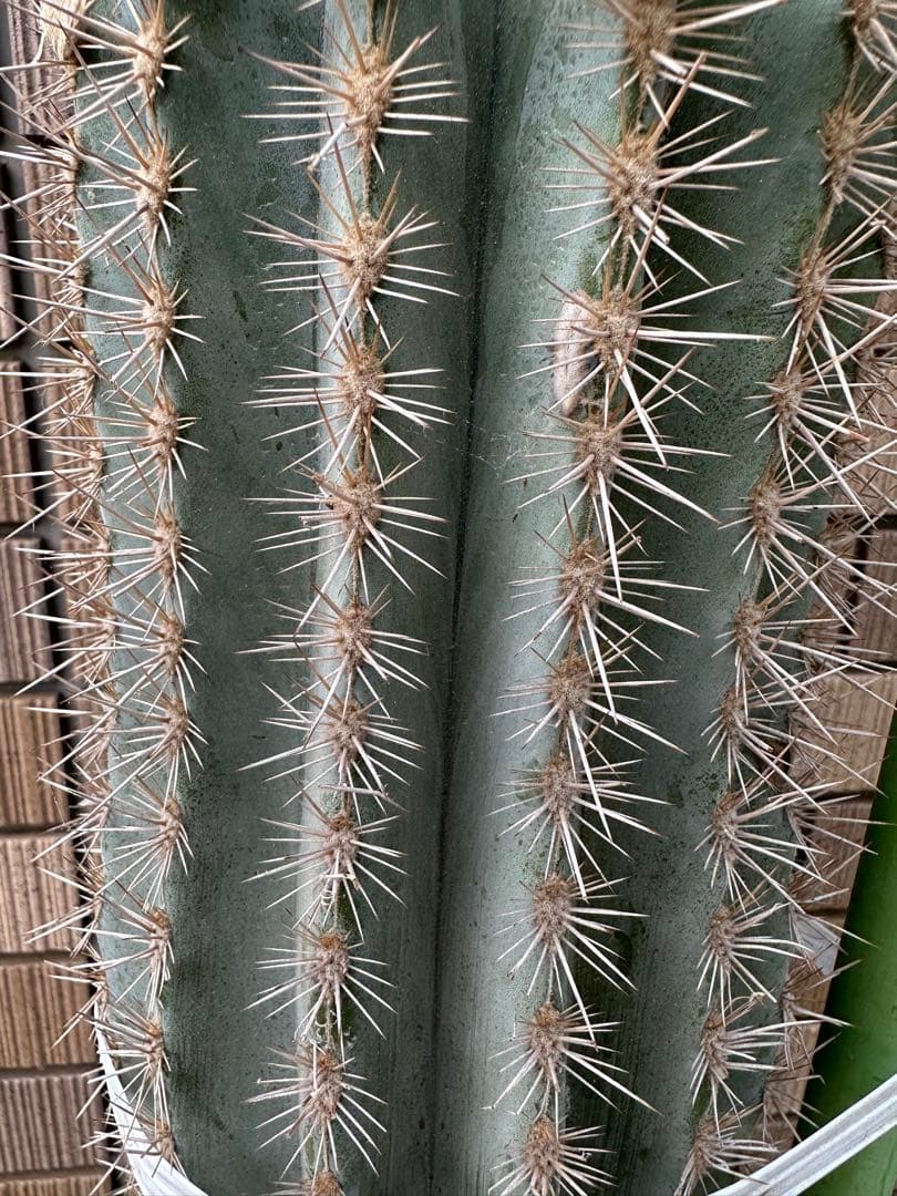 武倫柱　発根済み　100cm