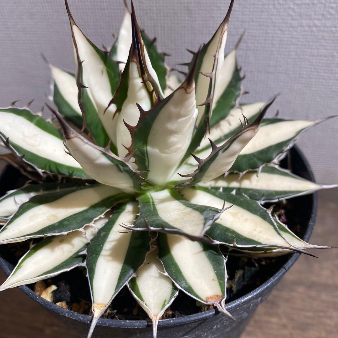 アガベ　ホリダ白中斑入　極上　初売り