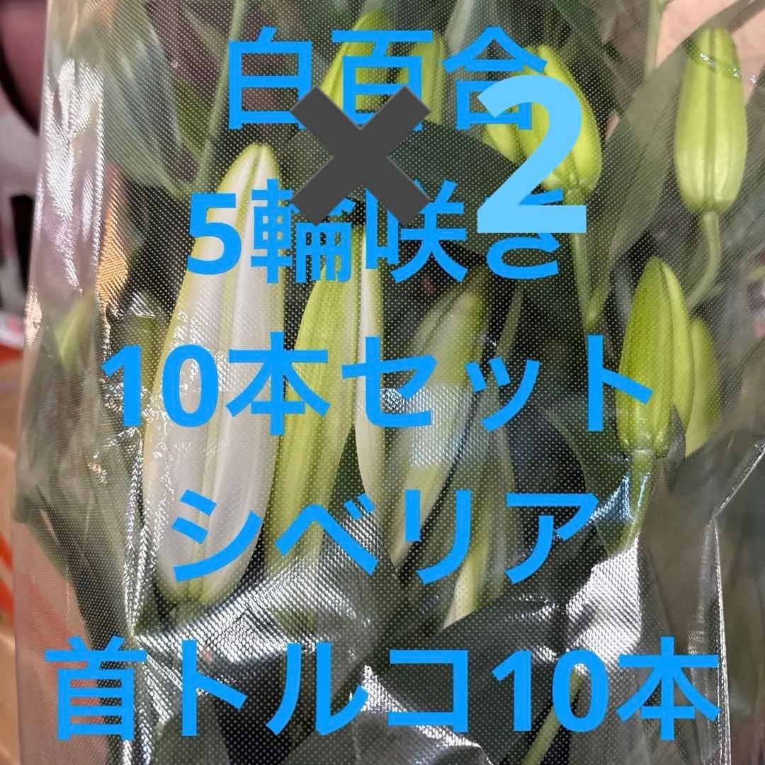 バァバ 白百合5輪咲き20シベリア 首花トルコ桔梗20本付き