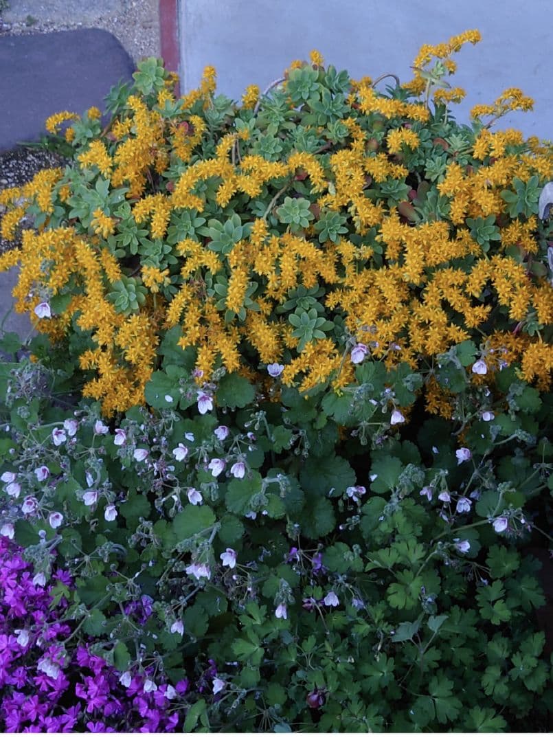 薄化粧　多肉植物　セダムパルメリ　 挿し木苗　根付き　抜き苗