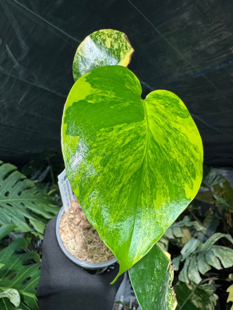1 モンステラ　イエローマリリン　黄斑入り　送料込み