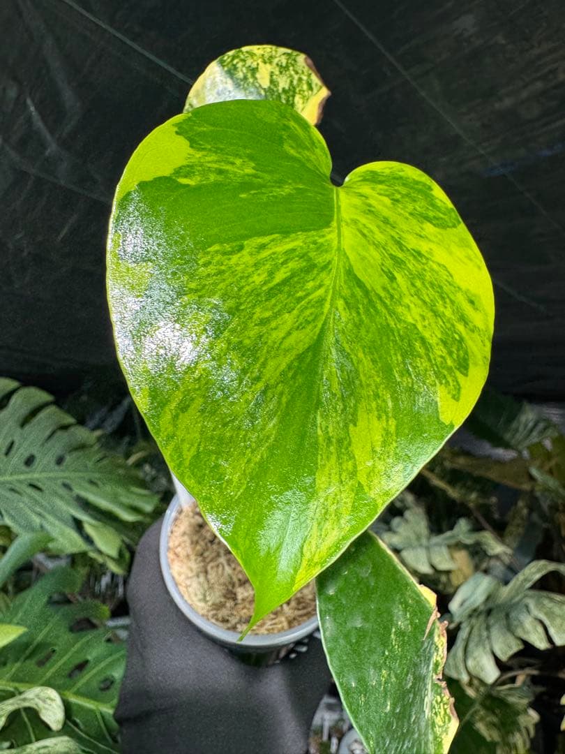 1 モンステラ　イエローマリリン　黄斑入り　送料込み