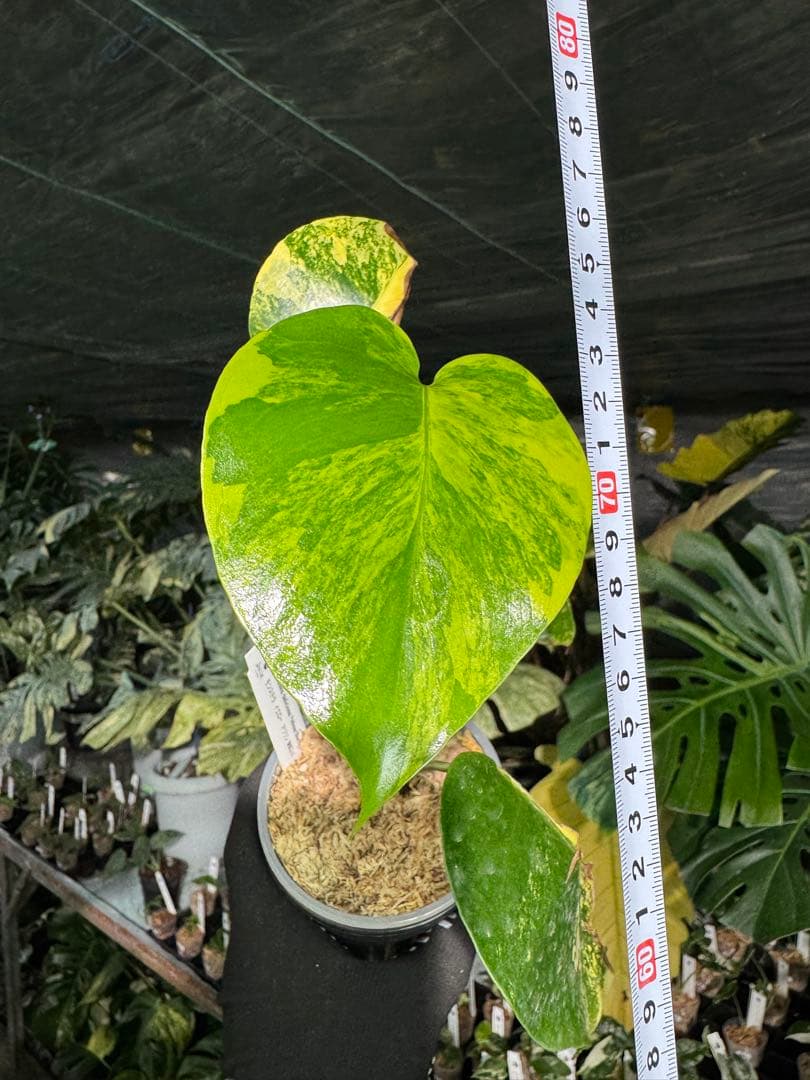 1 モンステラ　イエローマリリン　黄斑入り　送料込み