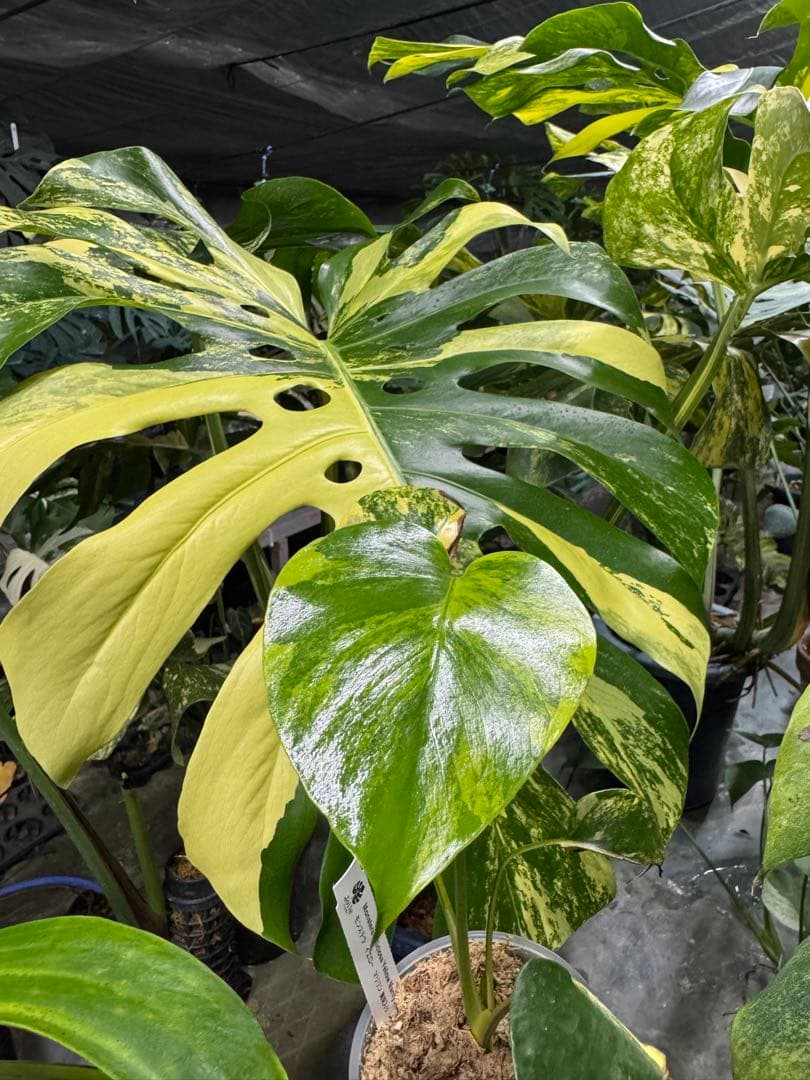 1 モンステラ　イエローマリリン　黄斑入り　送料込み