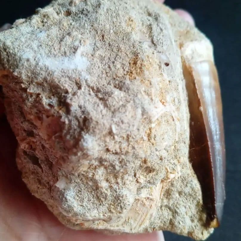 モササウルス　母岩付き標本　極美麗　歯56mm　特大　希少