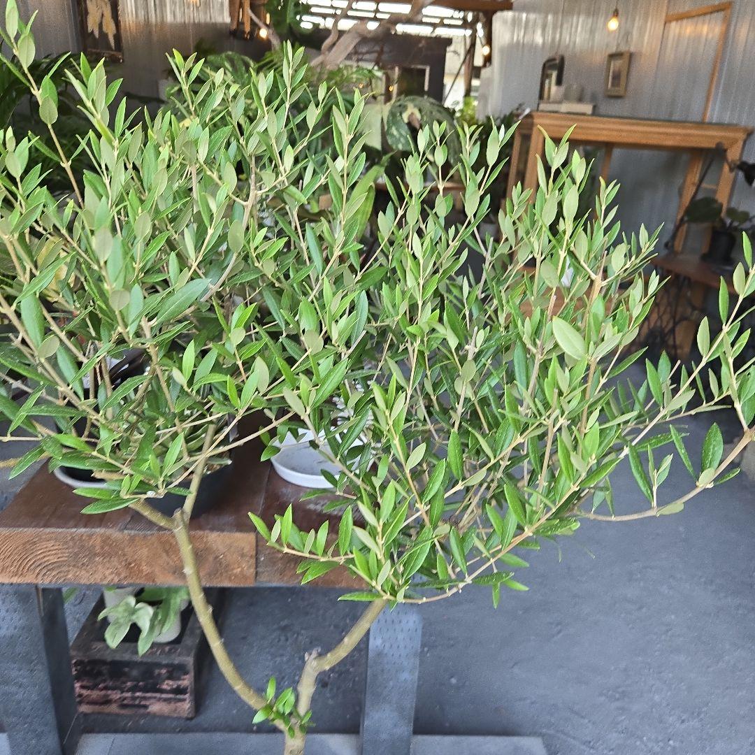 ⑦　オリーブの木souju　『セントキャサリン』８号　特大苗木最高等級極上品‼️