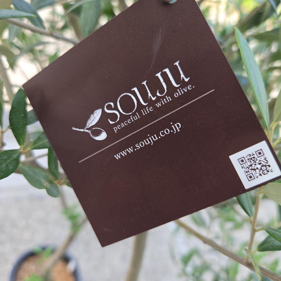 ⑦　オリーブの木souju　『セントキャサリン』８号　特大苗木最高等級極上品‼️